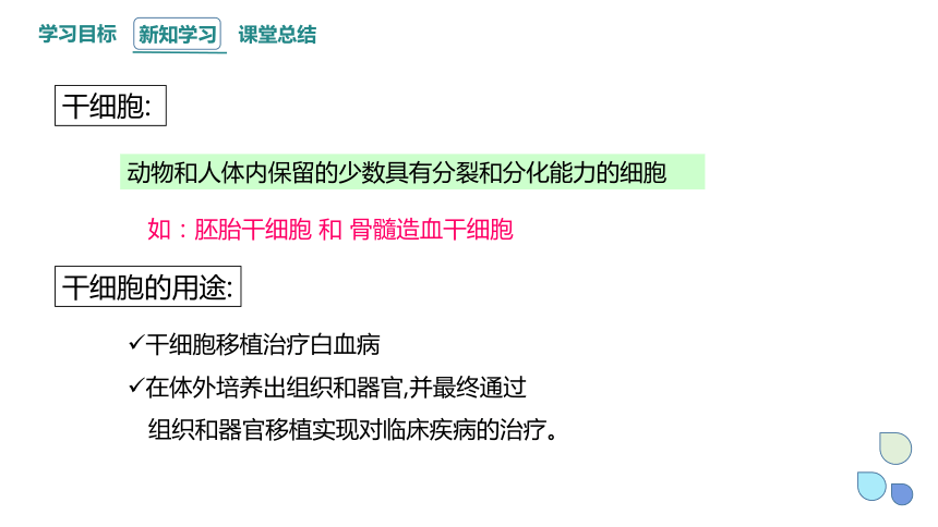 4.2.1细胞通过分化产生不同的细胞（一） 课件(共23张PPT) 2023-2024学年高一生物浙科版（2019）必修第一册