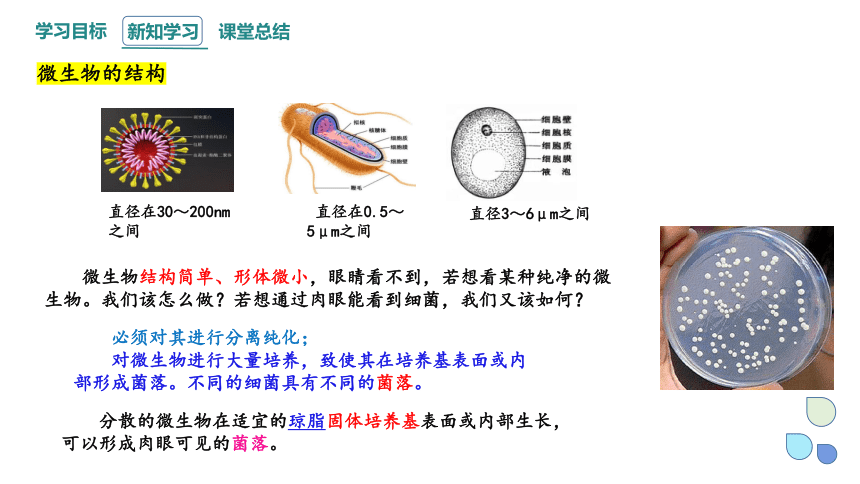 1.2 课时1 微生物的基本培养技术  课件(共30张PPT) 2023-2024学年高二生物人教版（2019）选择性必修3