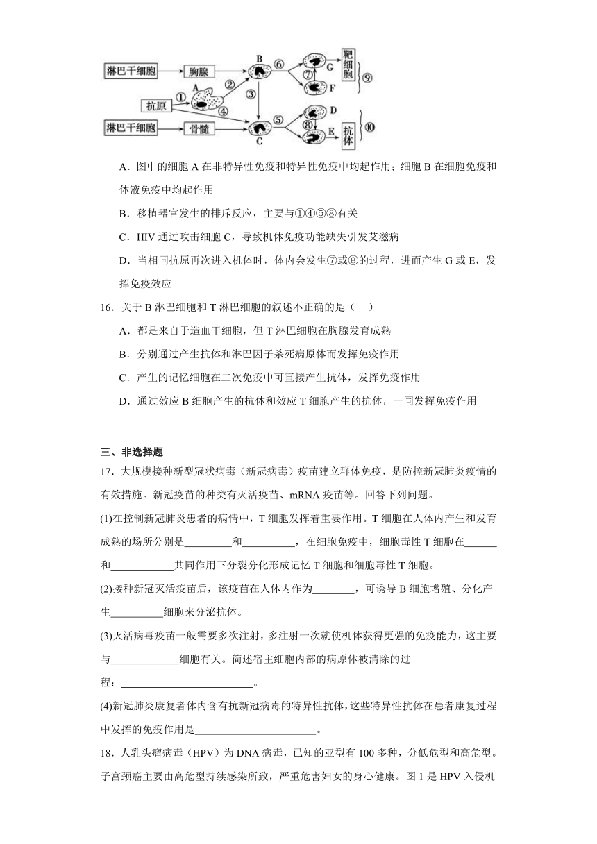 4.3特异性免疫同步练习2023-2024学年高二上学期生物北师大版选择性必修1（解析版）