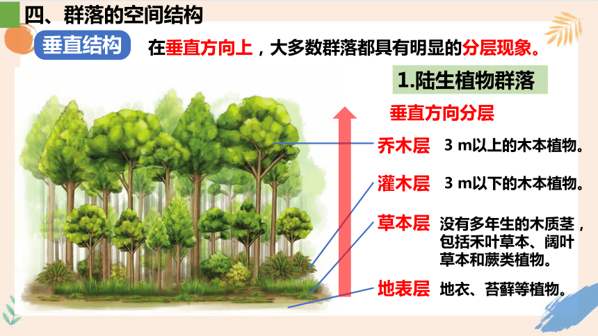 2.1群落的结构课件（共46张PPT）人教版选择性必修2