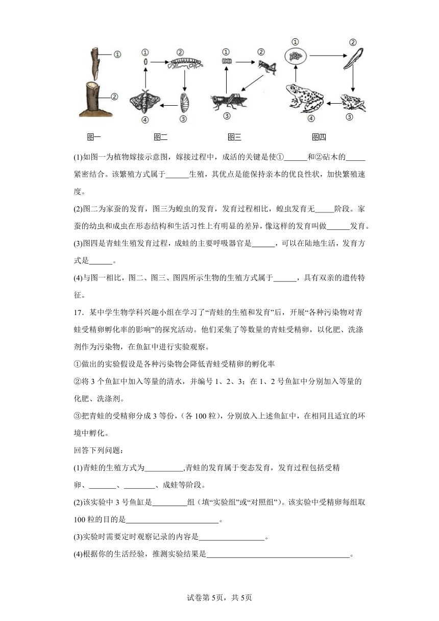 7.1.3两栖动物的生殖和发育 知识精讲与分层训练（含解析） 人教版生物八年级下册