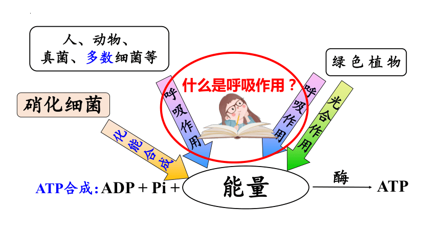 5.3 细胞呼吸的原理和应用（第1课时）(共22张PPT4份视频)高一生物课件（人教版2019必修1）