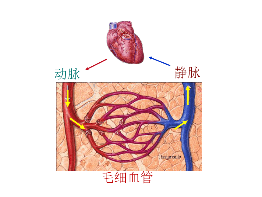 4.2-血流的管道——血管 课件（共37张PPT）