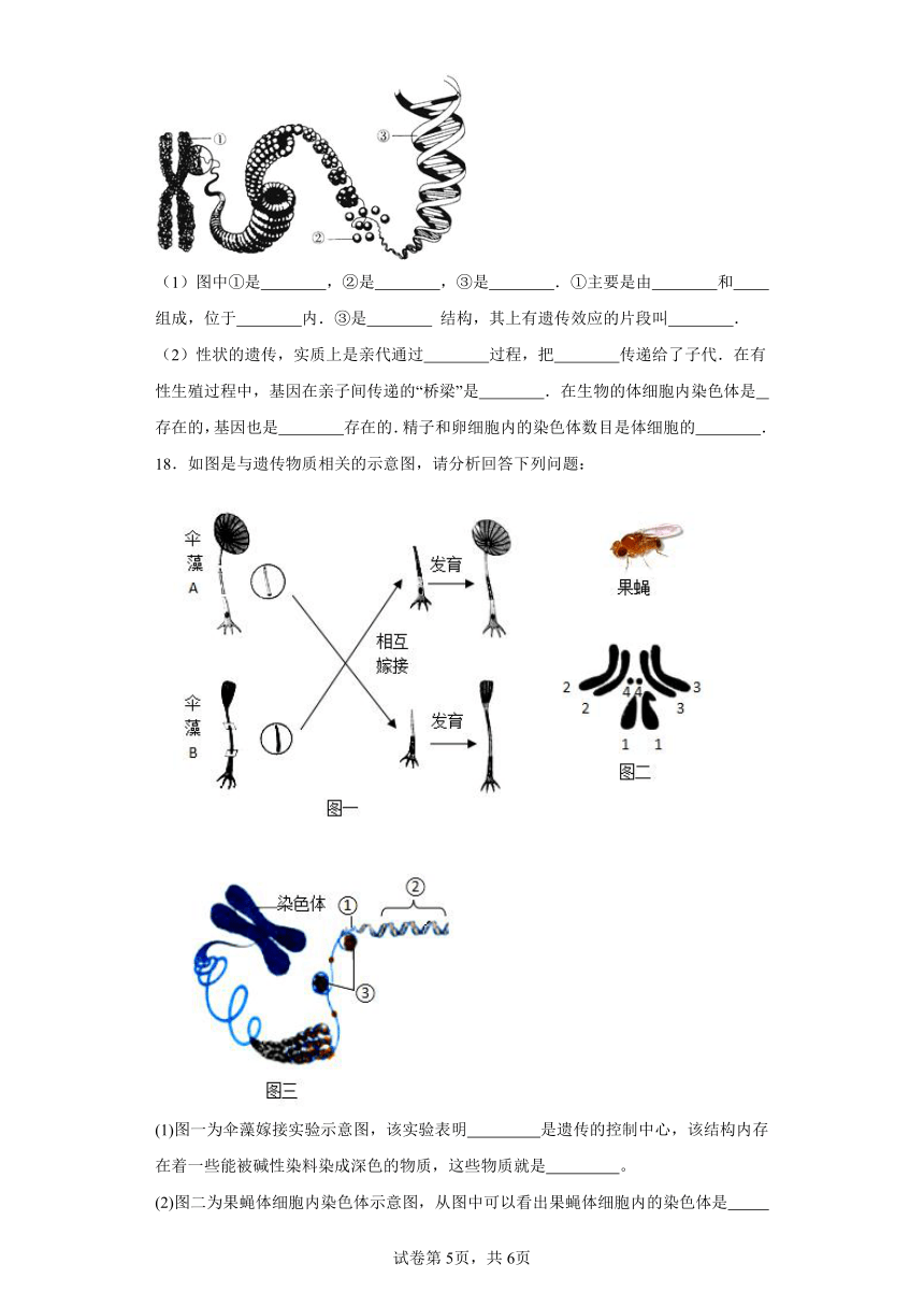 7.2.2 基因在亲子代间的传递 知识精讲与分层训练 （含解析）人教版生物八年级下册