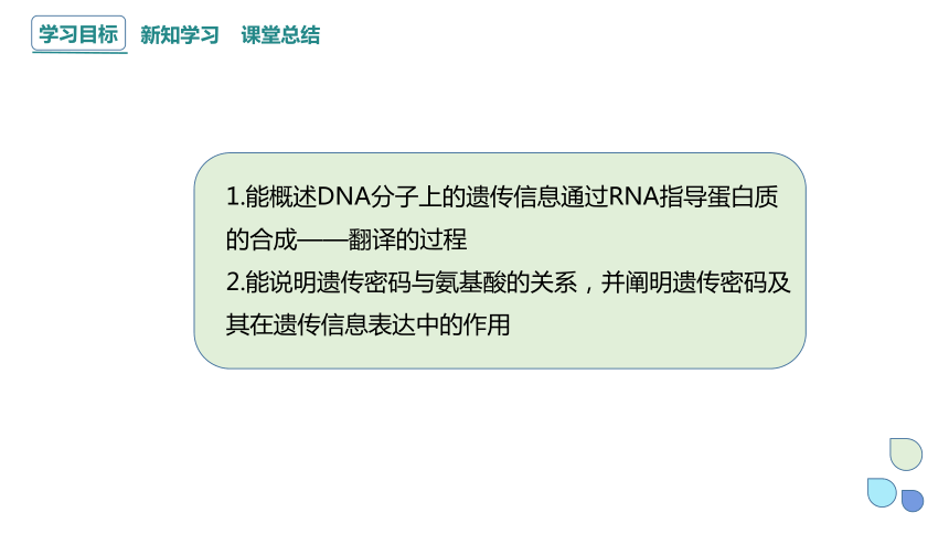 3.4 基因控制蛋白质合成 课时2 课件（共22张PPT） 2023-2024学年高一生物浙教版（2019）必修2