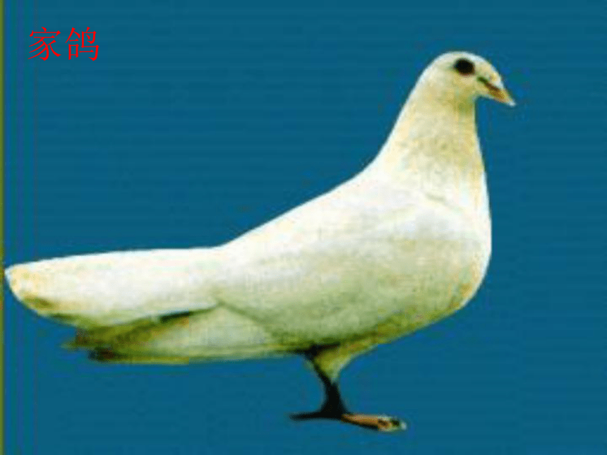 人教版生物八年上 1.6鸟课件（58张PPT）