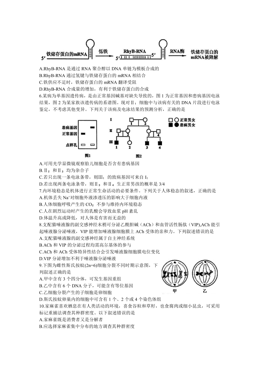 2024届辽宁省沈阳市高三上学期1月教学质量监测（一）（一模）生物学试题（含答案）