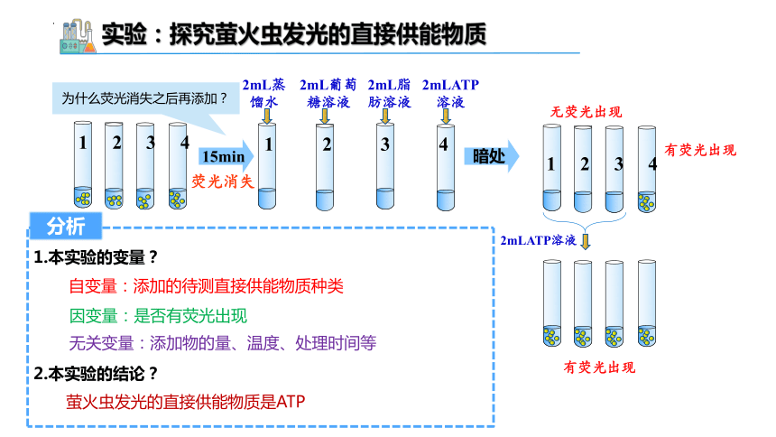 5.2细胞的能量“货币”ATP课件（共34张PPT1个视频）-人教版（2019）必修1