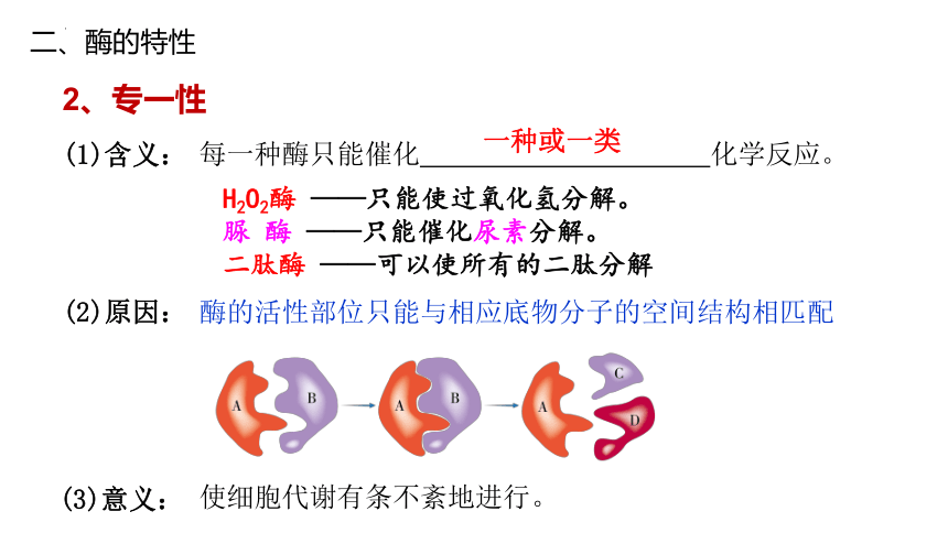 5.1.2降低化学反应活化能的酶（第2课时）课件（共38张PPT2个视频）人教版（2019）必修1