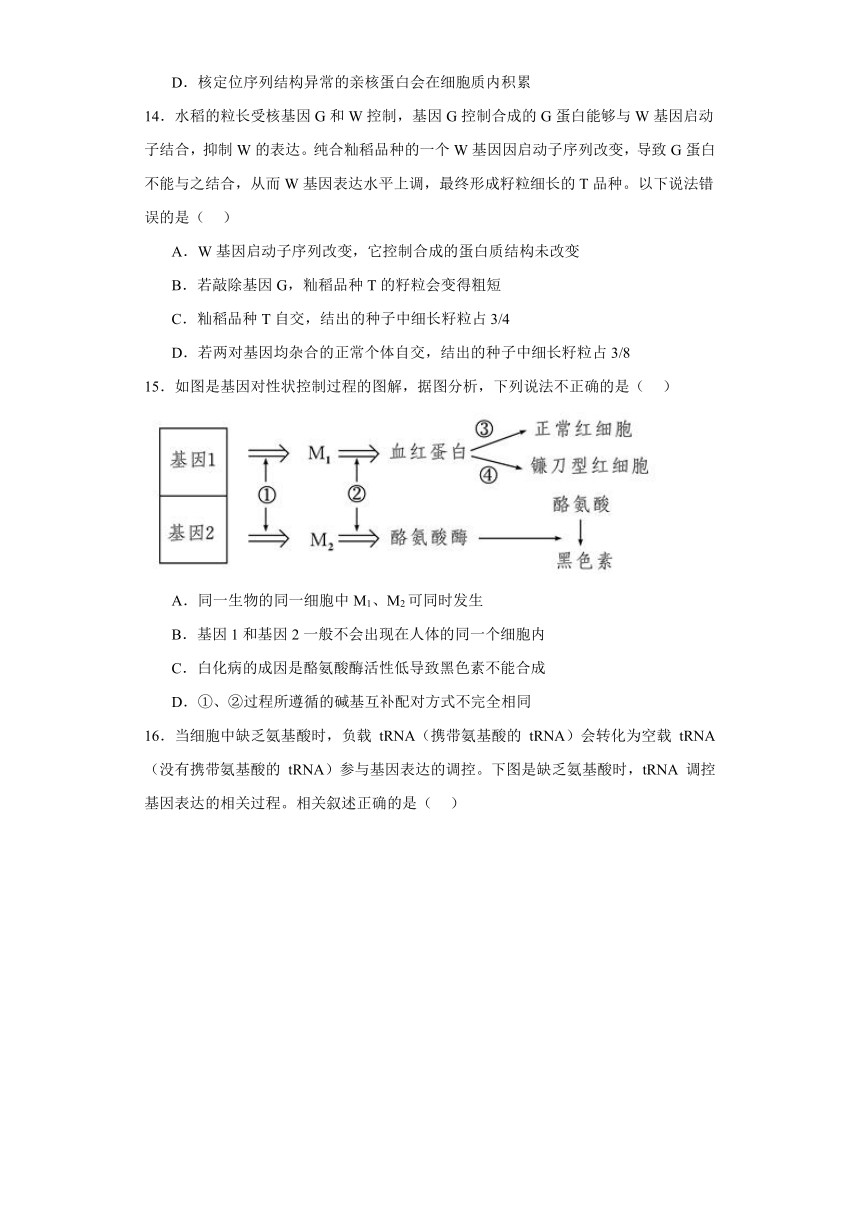 2.3.1DNA分子通过RNA指导蛋白质的合成（同步检测）2023-2024学年高一下学期生物苏教版必修2（含解析）