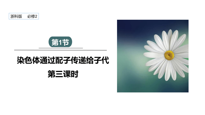 2.1 染色体通过配子传递给子代 课时3 课件（共32张PPT） 2023-2024学年高一生物浙教版（2019）必修2