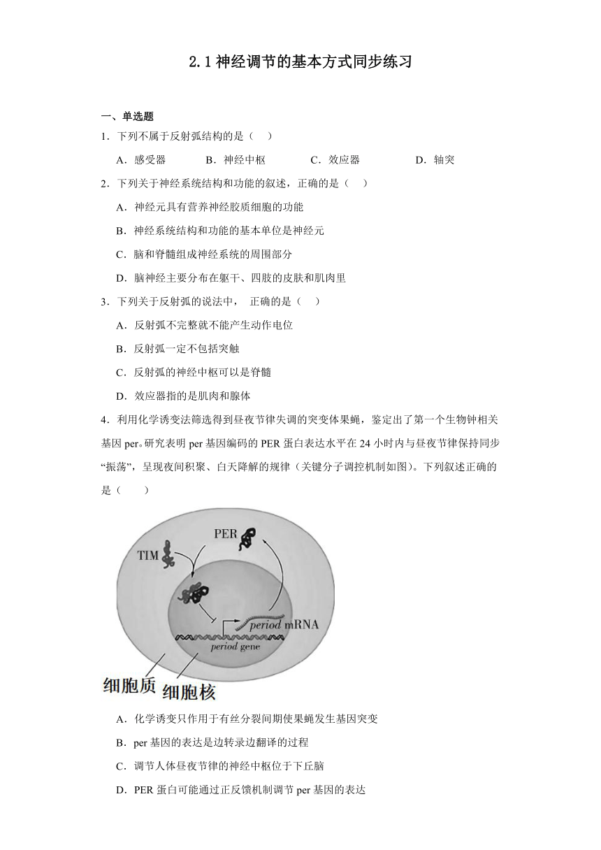 2.1神经调节的基本方式同步练习2023-2024学年高二上学期生物北师大版选择性必修1（含解析）