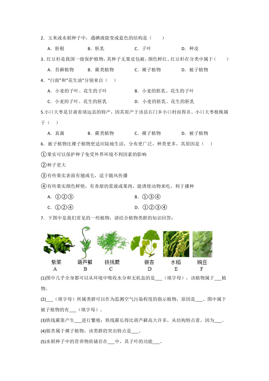 3.1.3  种子植物  导学案（无答案）2023-2024学年鲁科版（五四学制）六年级下册