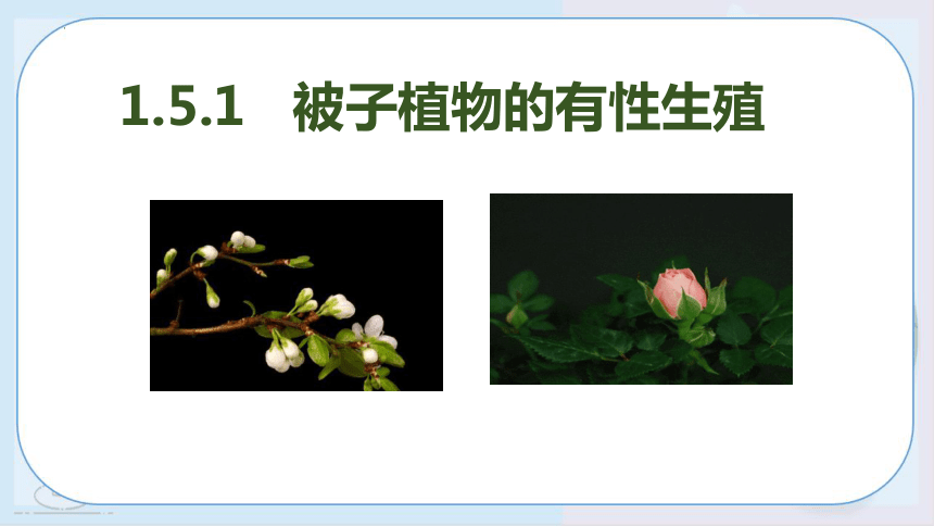 1.5 植物生殖方式的多样性 （第1课时 课件 33张ppt）