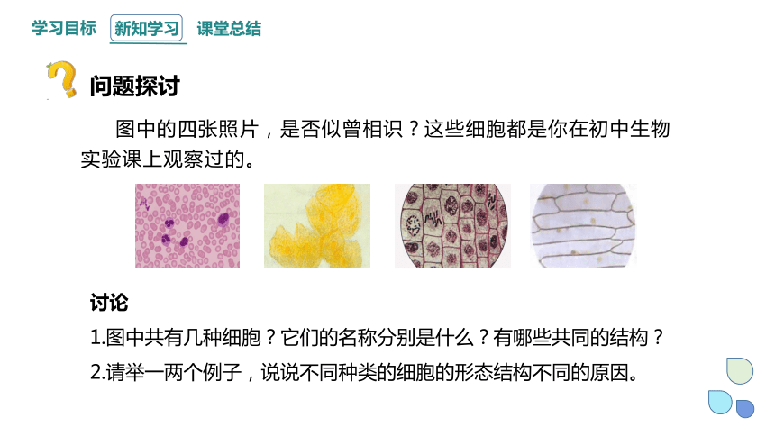 1.2 细胞的多样性和统一性 课件(共26张PPT) 2023-2024学年高一生物人教版（2019）必修1