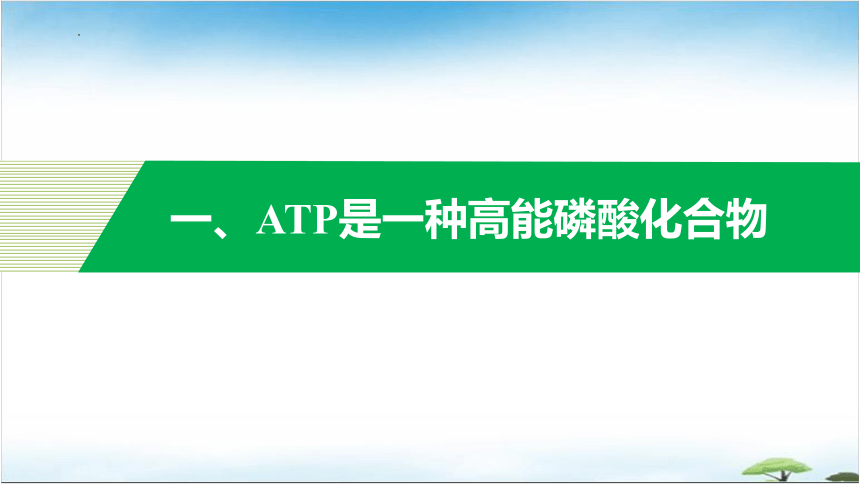 5.2细胞的能量“货币”ATP课件（共26张PPT）-人教版必修一