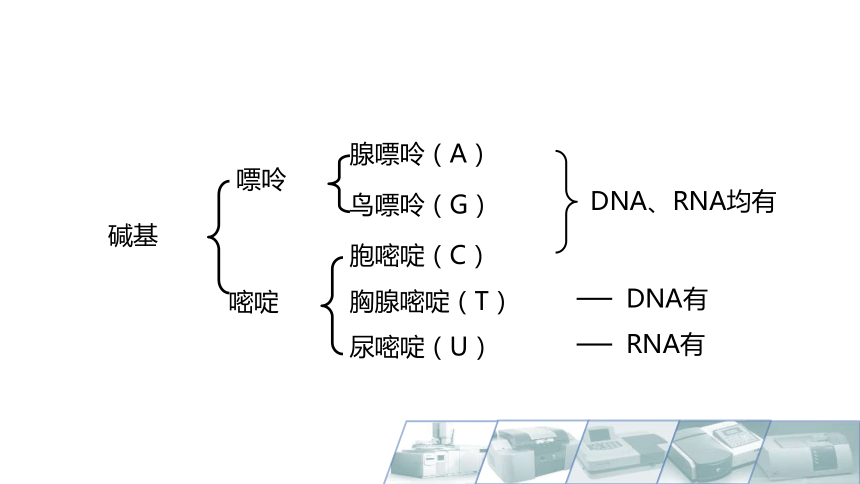 5.1核酸概述 课件(共26张PPT)-《食品生物化学》同步教学（大连理工大学出版社）