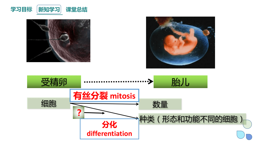 4.2.1细胞通过分化产生不同的细胞（一） 课件(共23张PPT) 2023-2024学年高一生物浙科版（2019）必修第一册