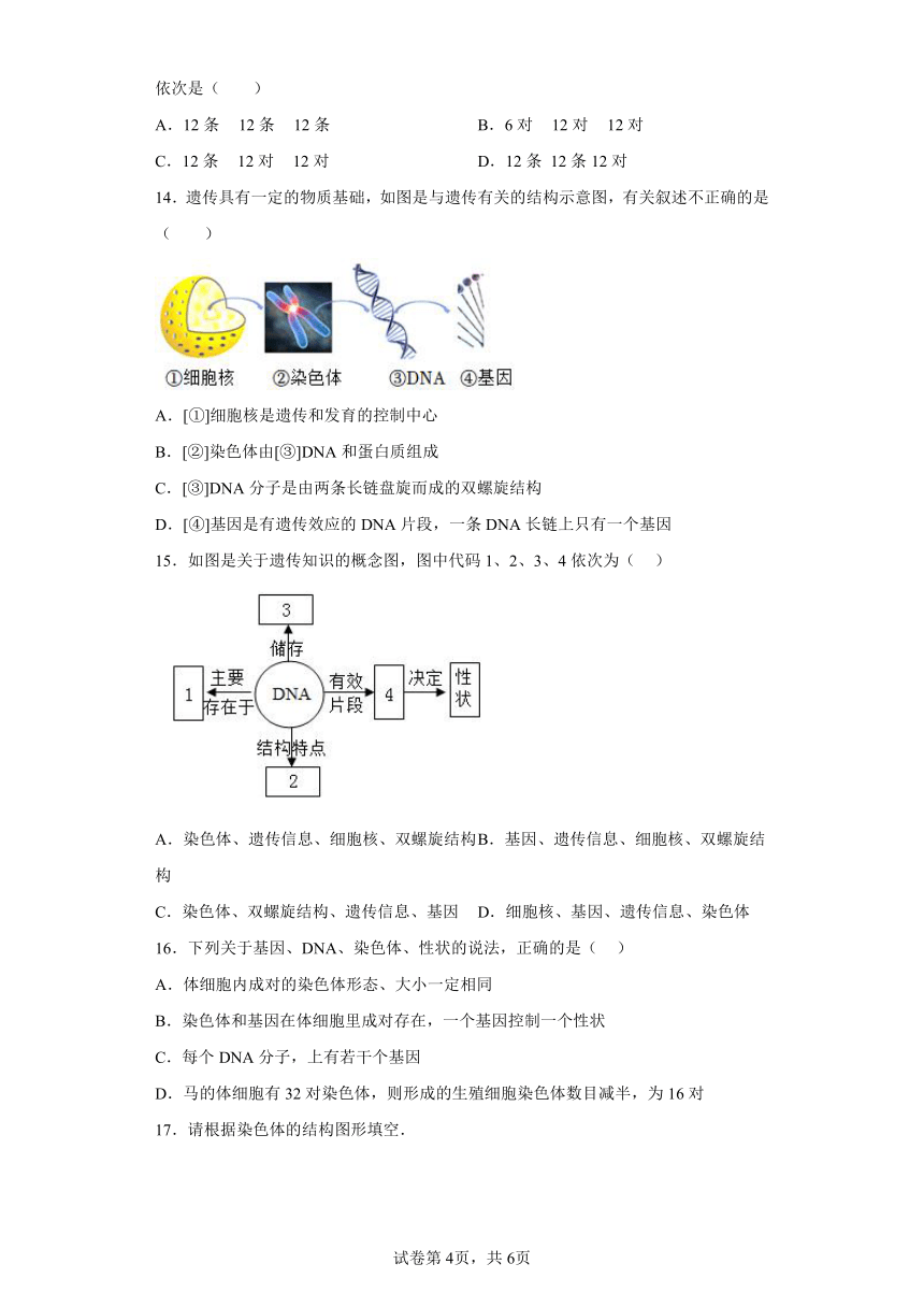 7.2.2 基因在亲子代间的传递 知识精讲与分层训练 （含解析）人教版生物八年级下册