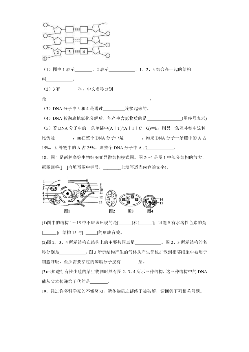 1.2核酸的分子结构同步练习2023-2024学年高一下学期生物北师大版必修2（含解析）