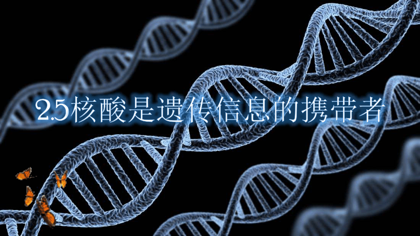 2.5核酸是遗传信息的携带者课件（共38张PPT） 人教版（2019）必修1