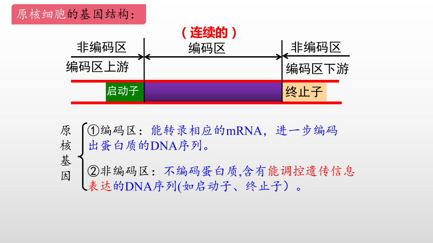 3.2基因工程的基本操作程序（第1课时）课件(共29张PPT)-人教版2019选择性必修3