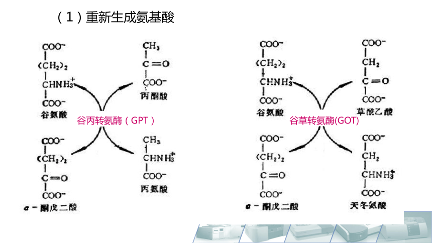 8.10氨的代谢、酮酸的代谢 课件(共11张PPT)-《食品生物化学》同步教学（大连理工大学出版社）