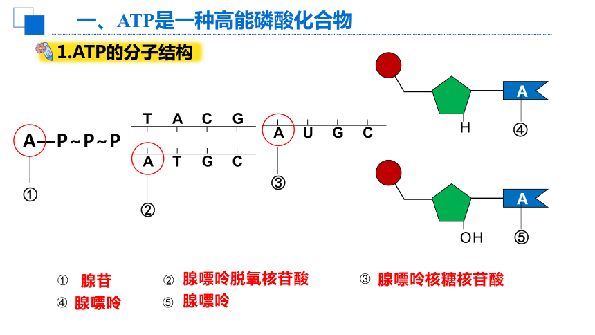 5.2细胞的能量“货币”ATP课件（共34张PPT1个视频）-人教版（2019）必修1