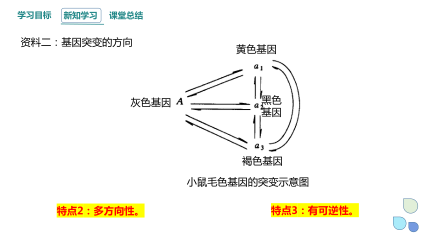 4.1 基因突变可能引起性状改变 课时2  课件（共14张PPT） 2023-2024学年高一生物浙教版（2019）必修2