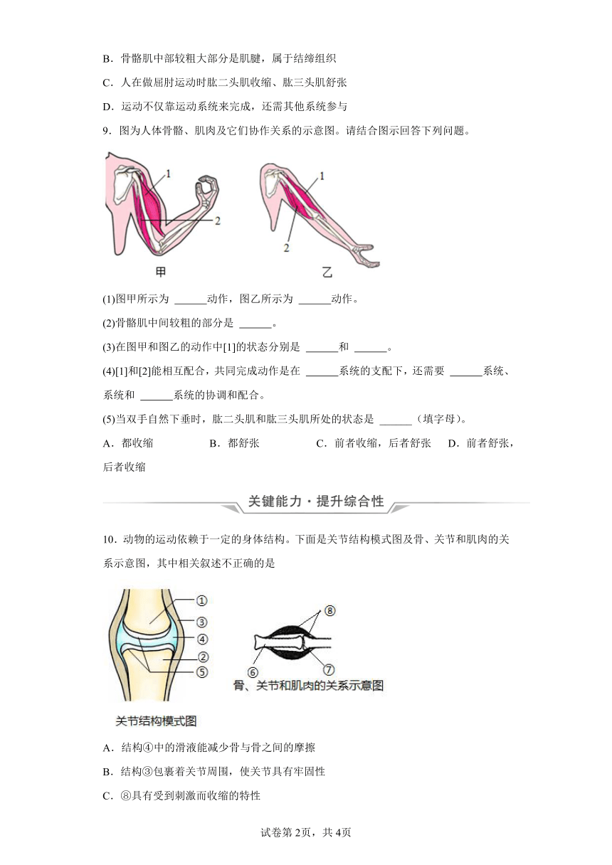 5.2.1动物的运动 分层作业（含解析） 八年级上册生物人教版