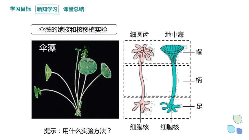 2.4 细胞核是生命活动的控制中心 课件(共21张PPT) 2023-2024学年高一生物浙科版（2019）必修第一册