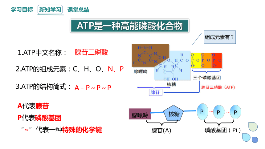 5.2 细胞的能量“货币”ATP 课件(共18张PPT1份视频) 2023-2024学年高一生物人教版（2019）必修1