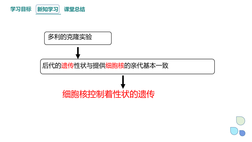 2.4 细胞核是生命活动的控制中心 课件(共21张PPT) 2023-2024学年高一生物浙科版（2019）必修第一册