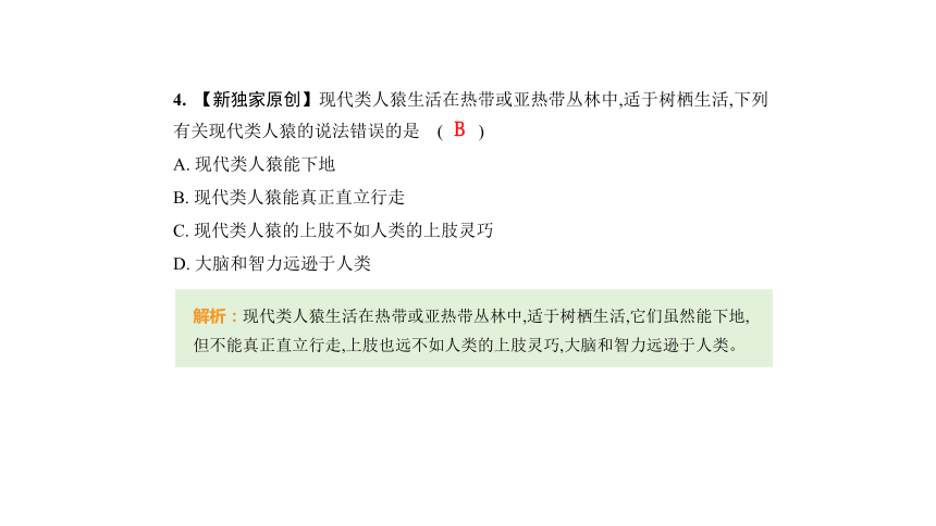 4.1人的由来习题课件(共35张PPT)人教版七年级下册