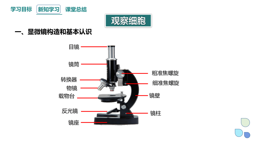 1.2 细胞的多样性和统一性 课件(共26张PPT) 2023-2024学年高一生物人教版（2019）必修1