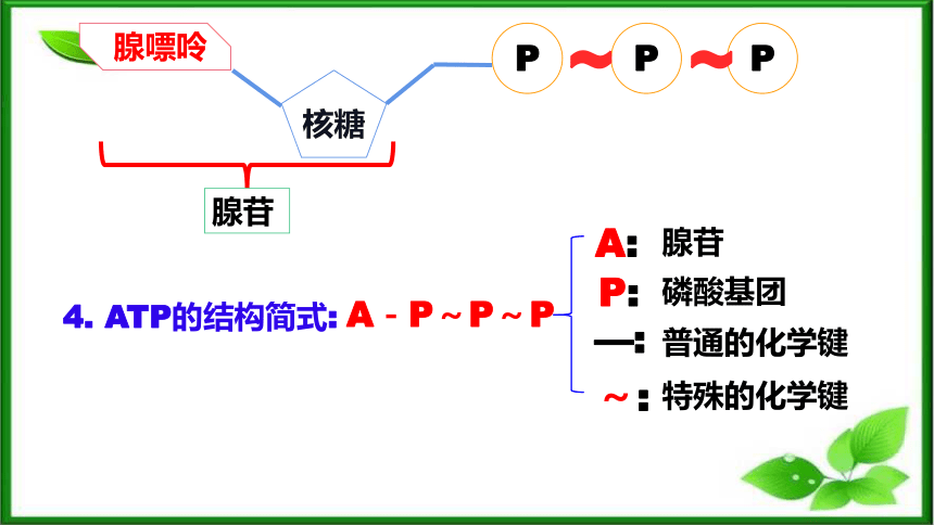 5.2细胞的能量“货币”ATP课件（共35页ppt） 人教版（2019）必修1