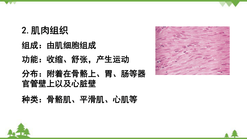 2.2.2动物体的结构层次课件(共18张PPT) 人教版生物七年级上册