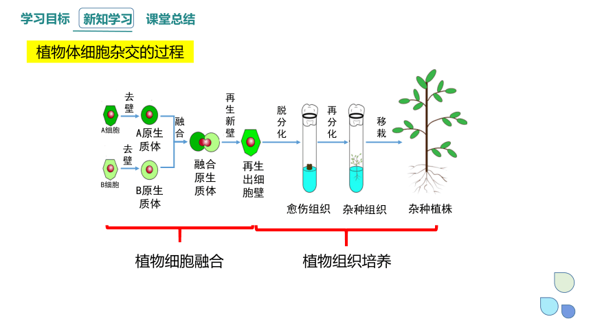 2.2 通过体细胞杂交可获得新的植物体课件（共20张PPT）2023-2024学年高二生物浙科版（2019）选择性必修3