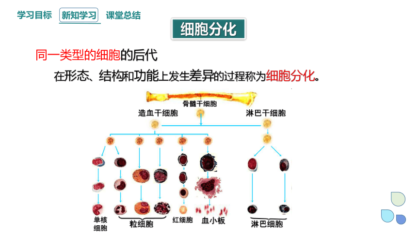 4.2.1细胞通过分化产生不同的细胞（一） 课件(共23张PPT) 2023-2024学年高一生物浙科版（2019）必修第一册