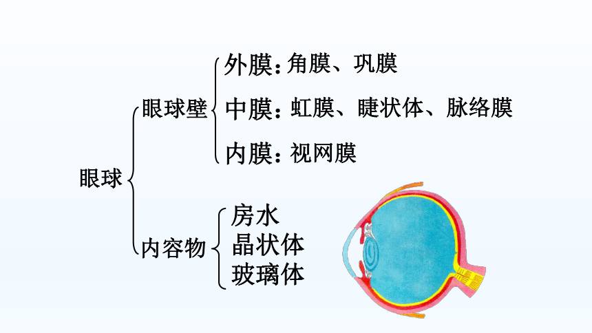 京改版生物七年级下册：8.3 感觉和感觉器官  课件（共33张PPT）