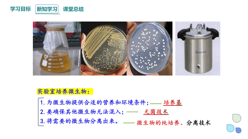 1.2 课时1 微生物的基本培养技术  课件(共30张PPT) 2023-2024学年高二生物人教版（2019）选择性必修3