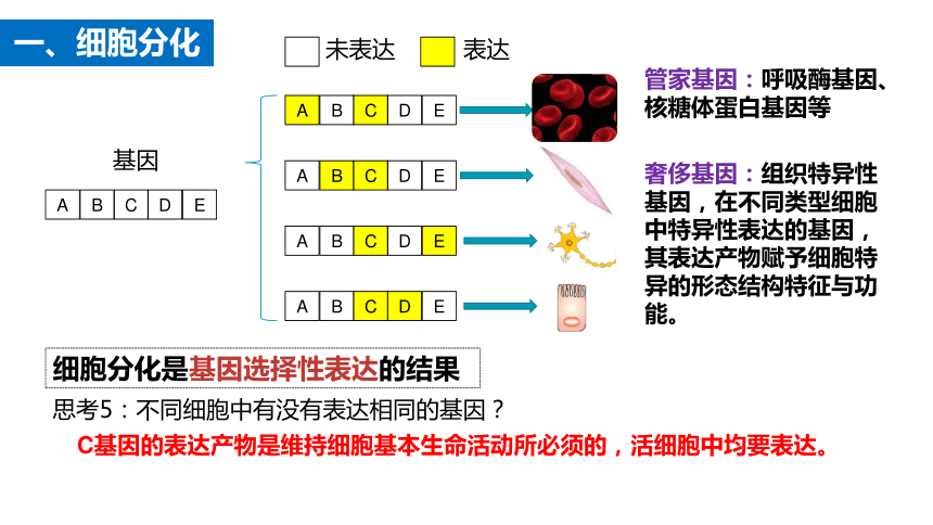 6.2细胞的分化课件(共20张PPT) 人教版必修1