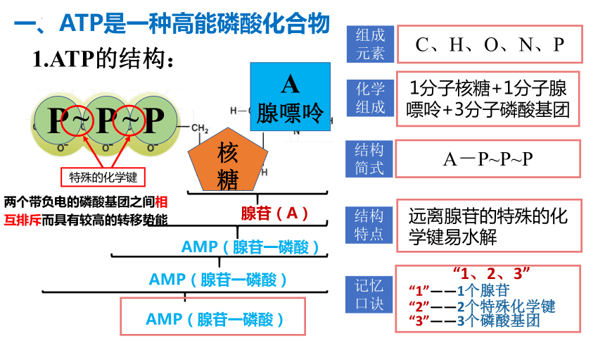 5.2 细胞的能量“货币”ATP-(共21张PPT1份视频)高一生物课件（人教版2019必修1）
