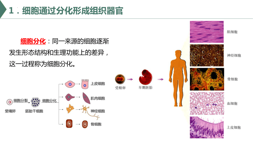 5.2 细胞通过分化形成多细胞生物体（课件）（共22张PPT）高一生物（沪科版2020必修1）