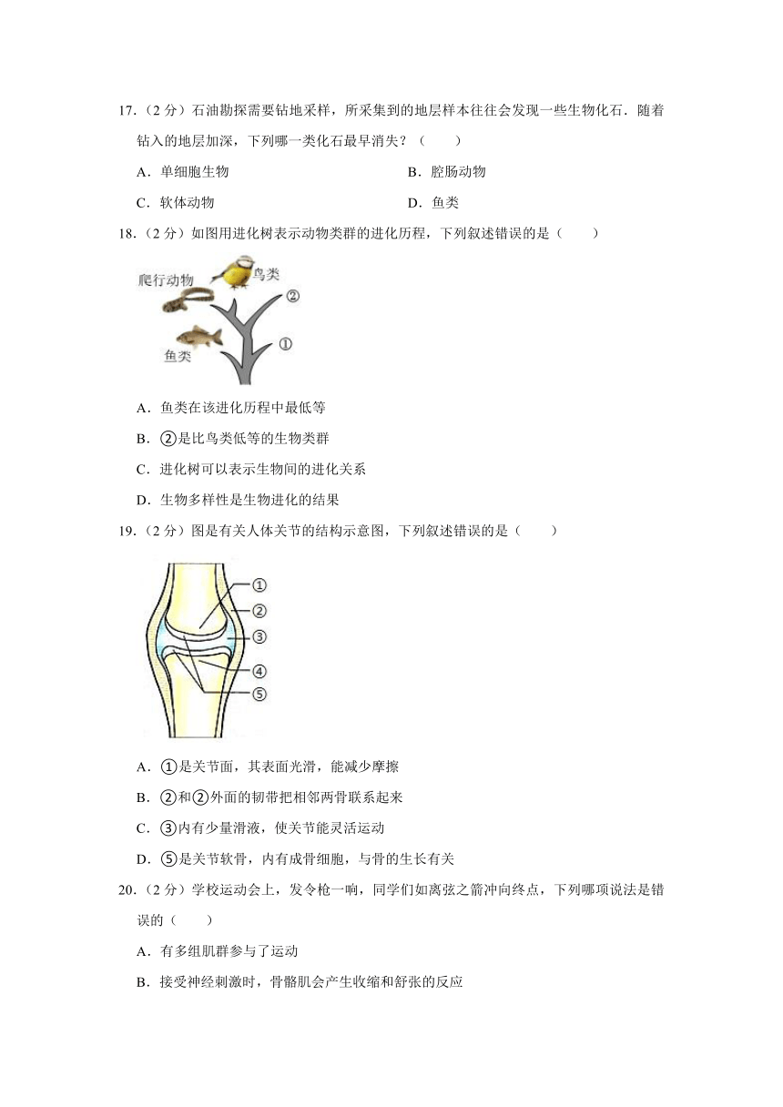 安徽省合肥市包河区智育联盟校2023-2024学年八年级上学期期末生物试卷（含解析）