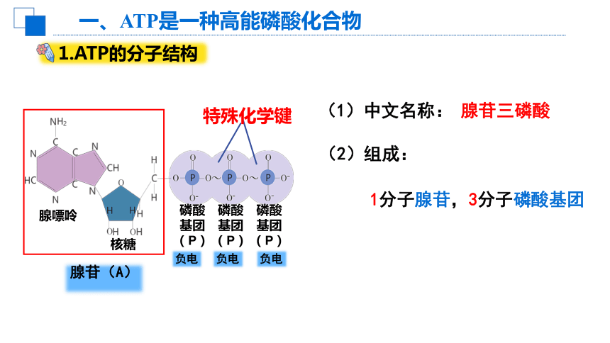 5.2细胞的能量“货币”ATP课件（共34张PPT1个视频）-人教版（2019）必修1