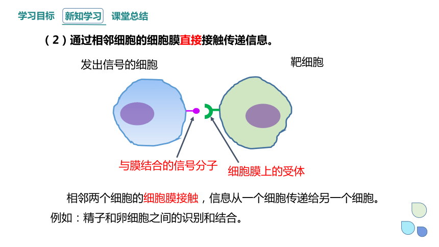 3.1 细胞膜的结构和功能 课件 (共28张PPT)2023-2024学年高一生物人教版（2019）必修1