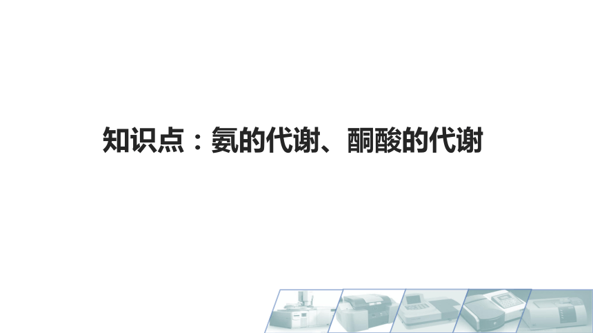 8.10氨的代谢、酮酸的代谢 课件(共11张PPT)-《食品生物化学》同步教学（大连理工大学出版社）