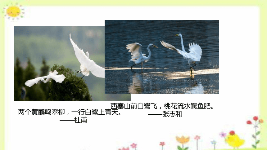 1《白鹭》课件(共29张PPT)