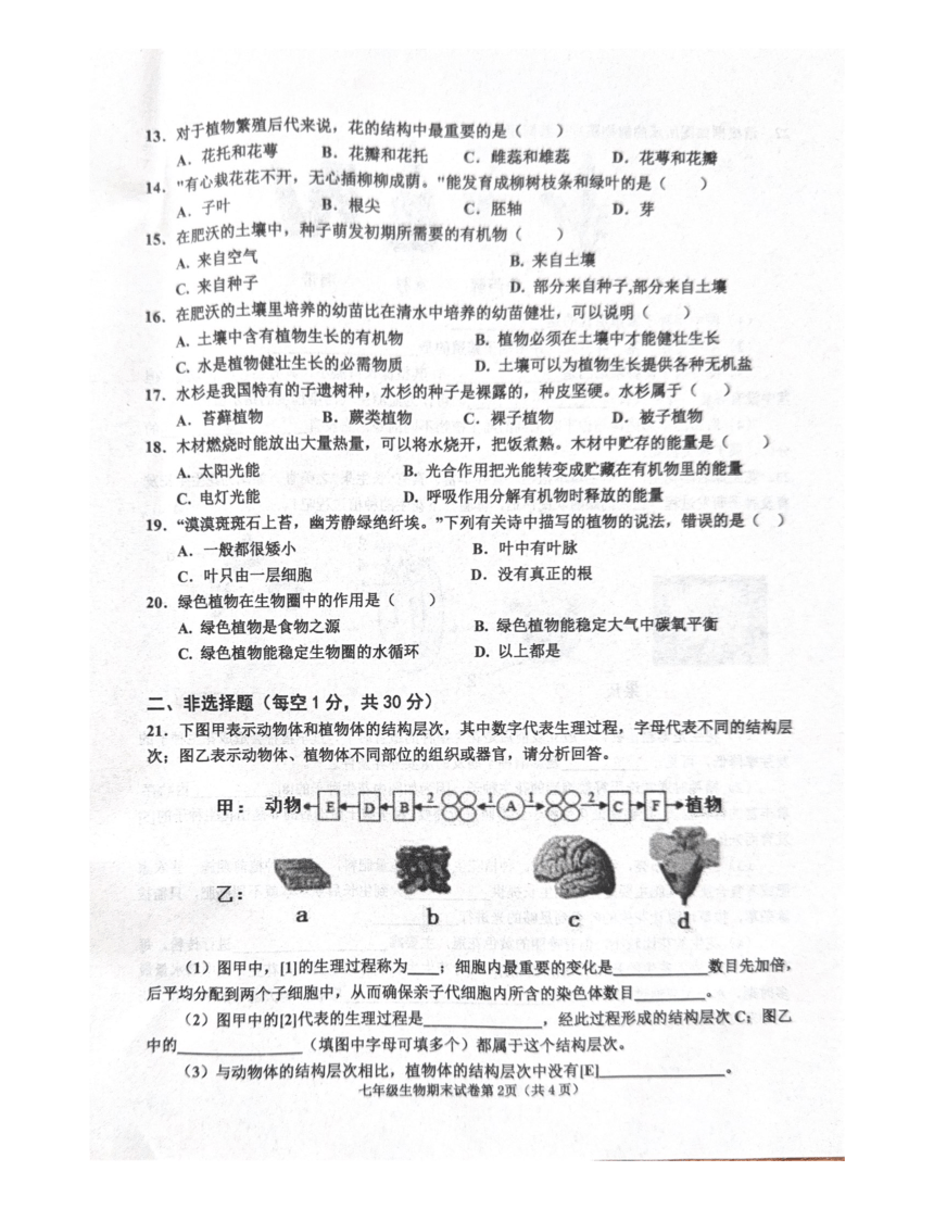 河南省商丘市夏邑县2023-2024学年七年级上学期期末生物试题（PDF版无答案）
